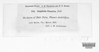 Graphiola phoenicis image